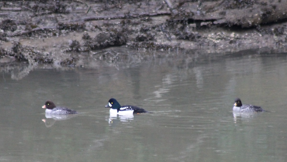 Barrow's Goldeneye - ML68659461