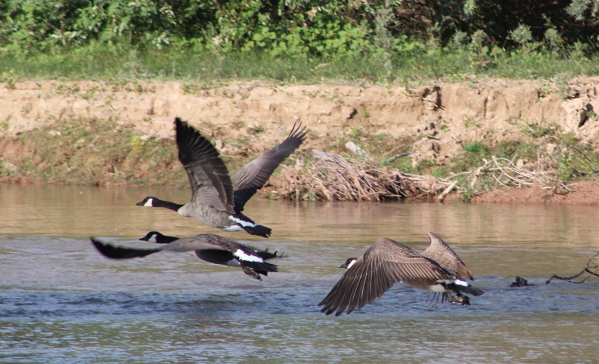 Canada Goose - ML68660461