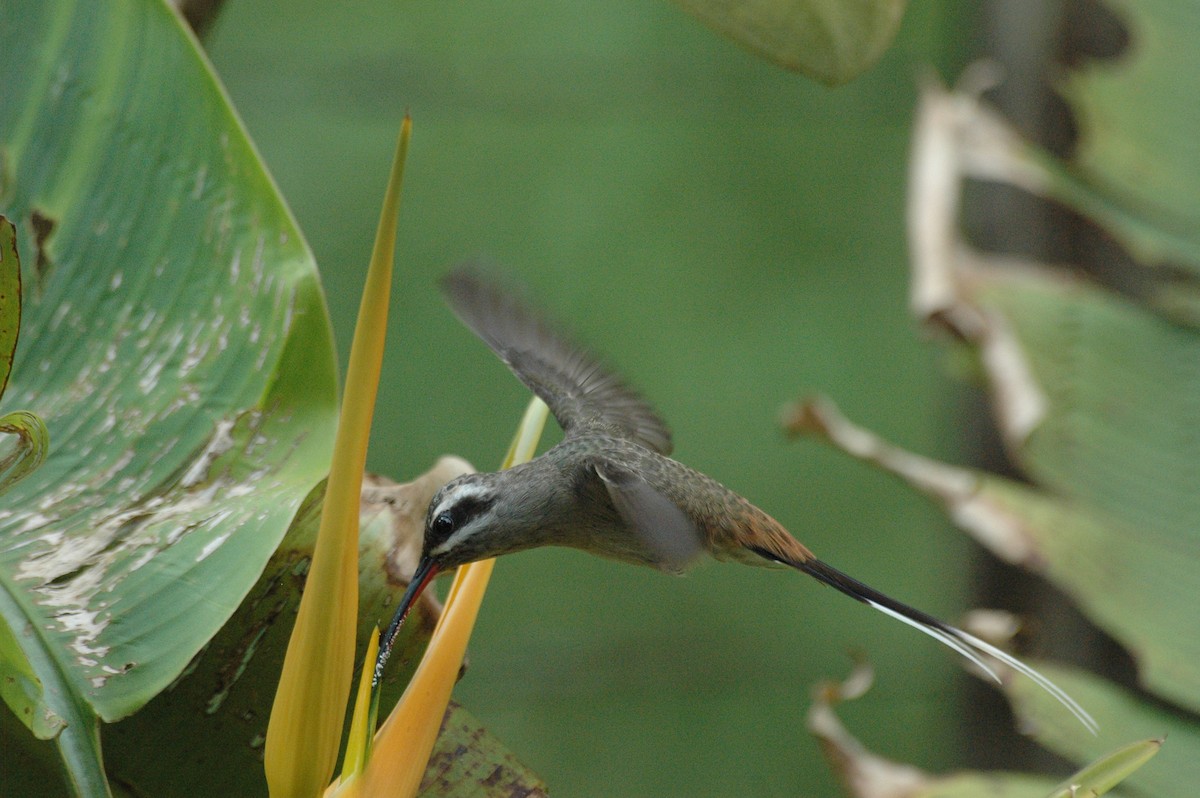 Sooty-capped Hermit - ML68660521