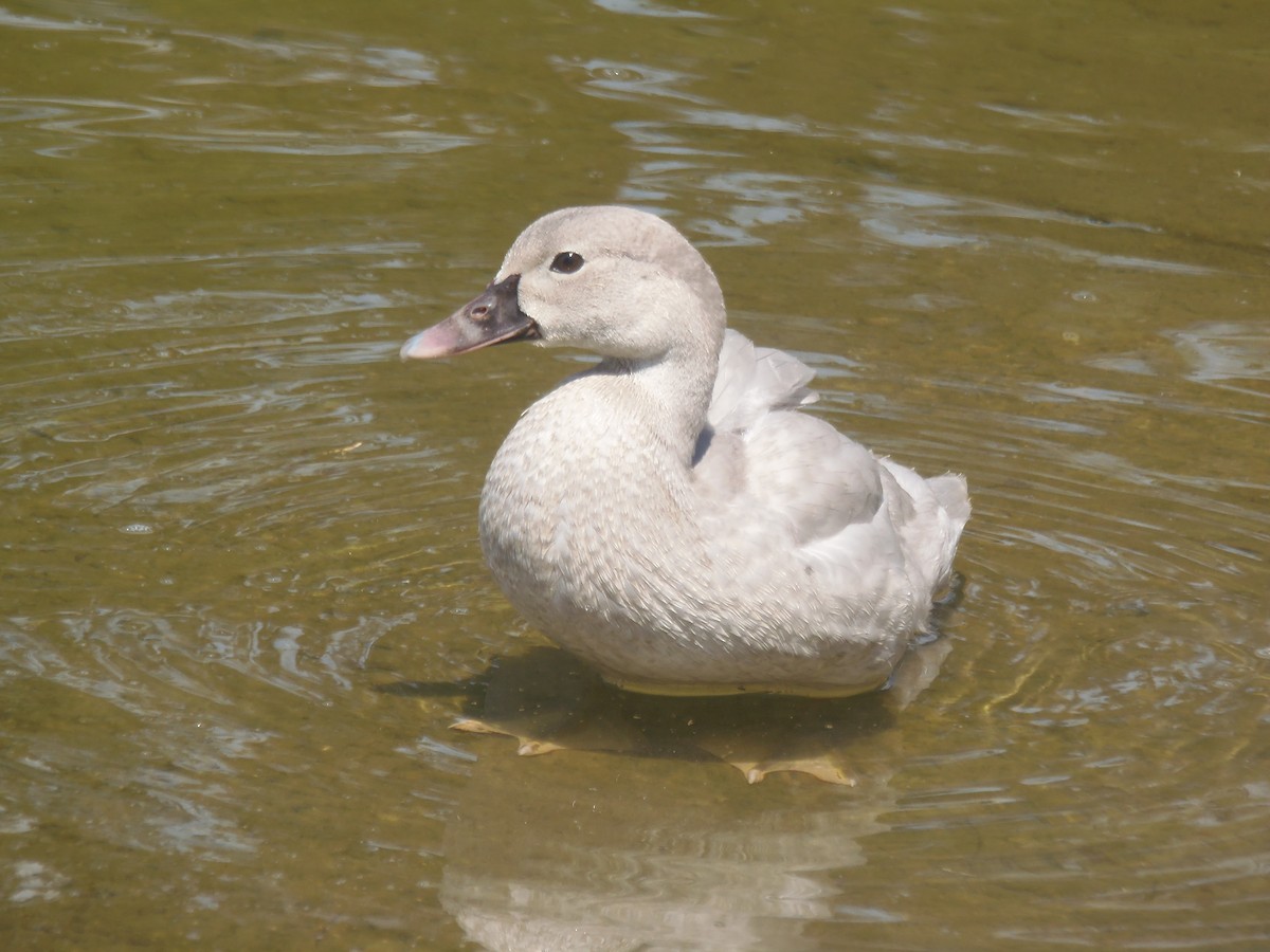 Black-bellied Whistling-Duck - ML68661031