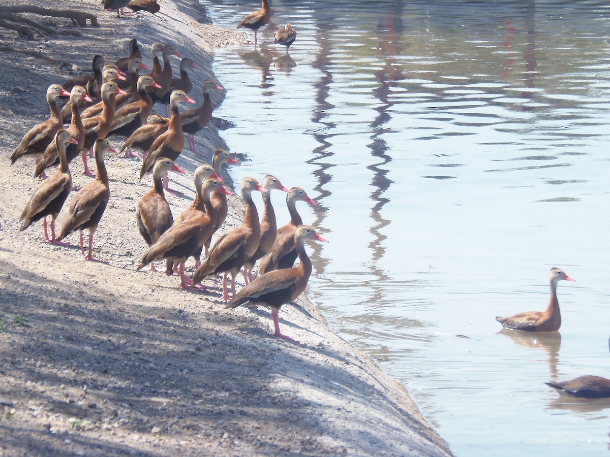 Black-bellied Whistling-Duck - ML68661091