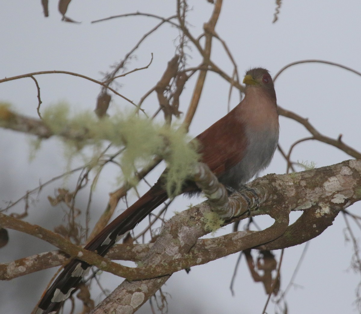 Squirrel Cuckoo - ML68661351