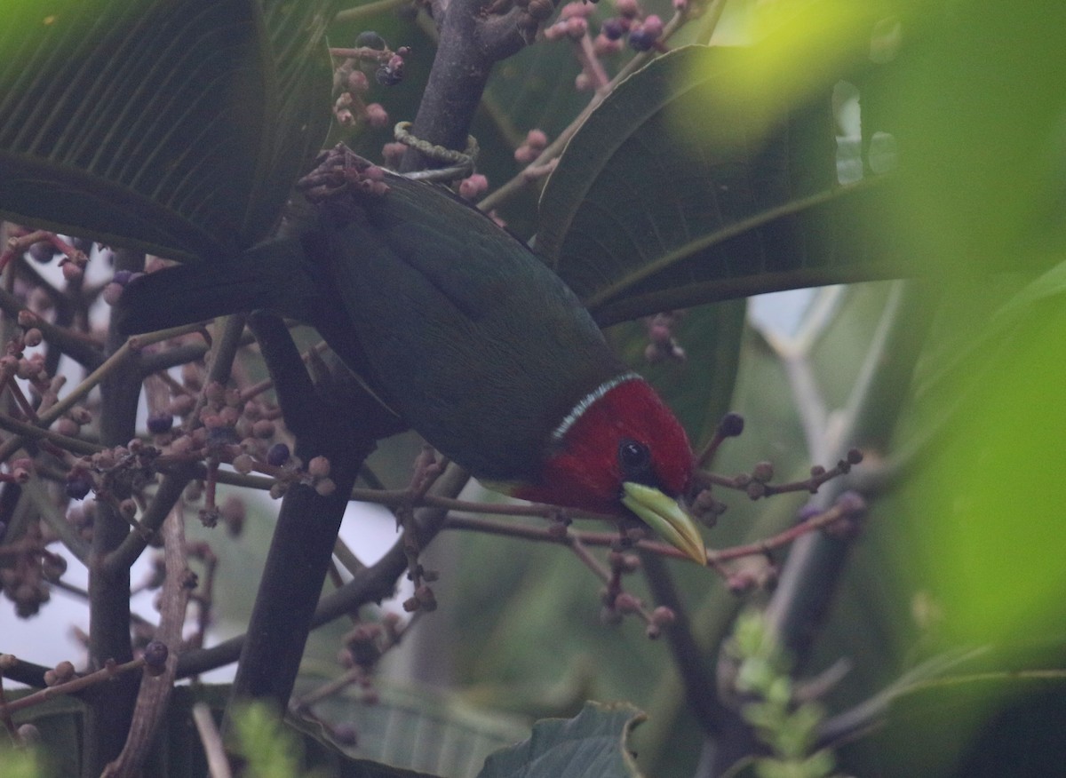 Red-headed Barbet - ML68661471