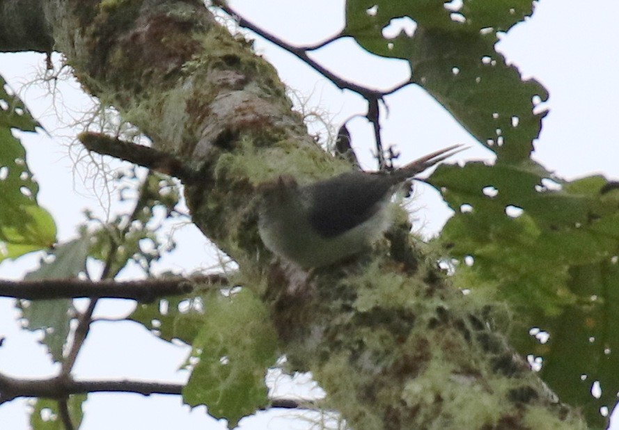 Gray-mantled Wren - ML68661711