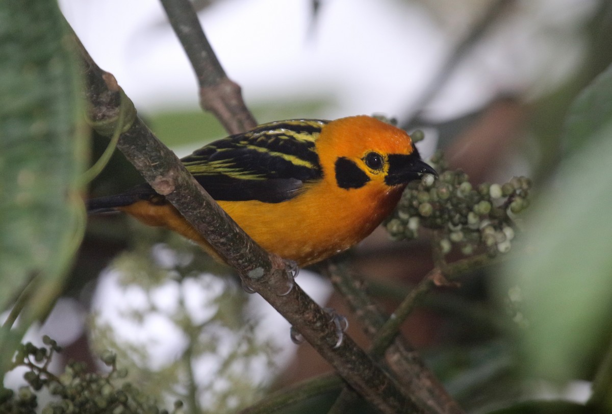 Golden Tanager - ML68661771