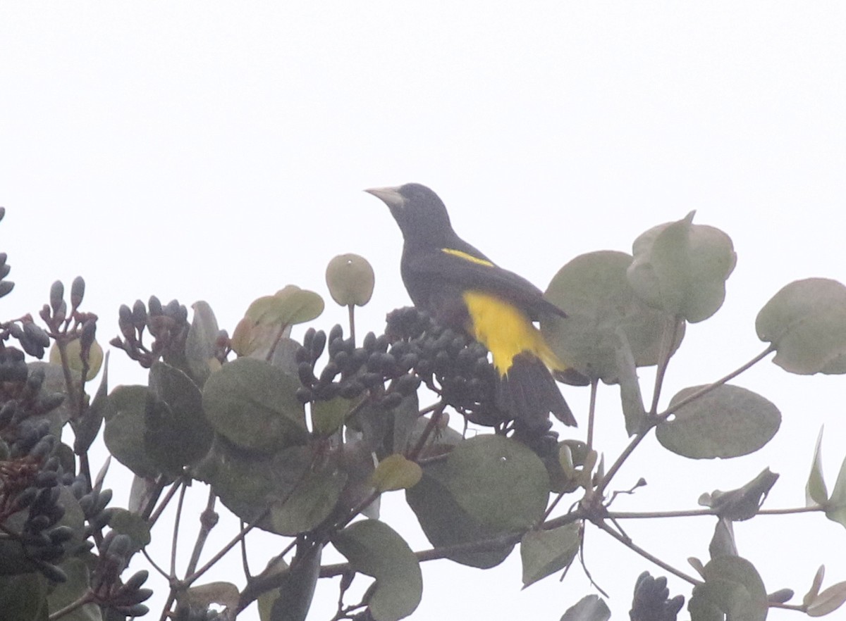 Yellow-rumped Cacique - Matthew Grube