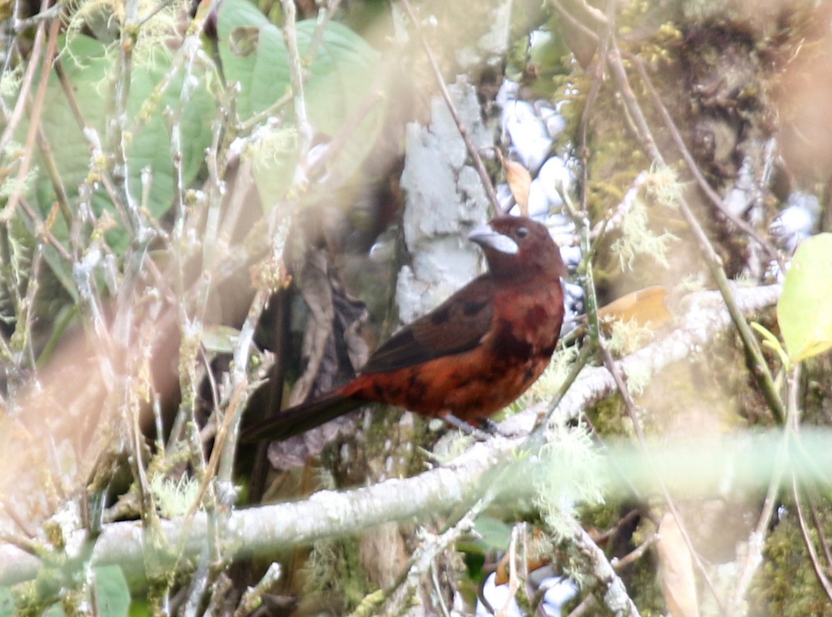 Silver-beaked Tanager - ML68662021