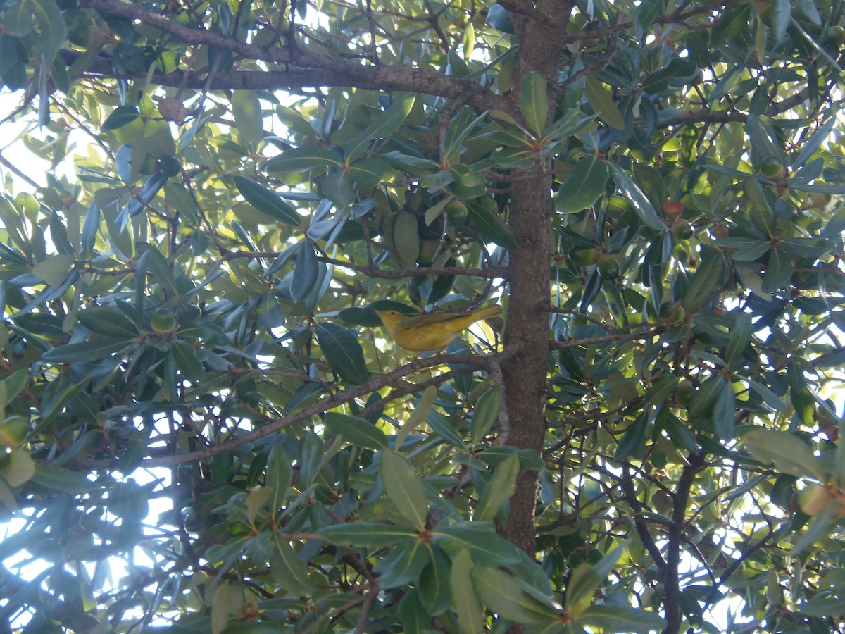 Yellow Warbler - ML68663271