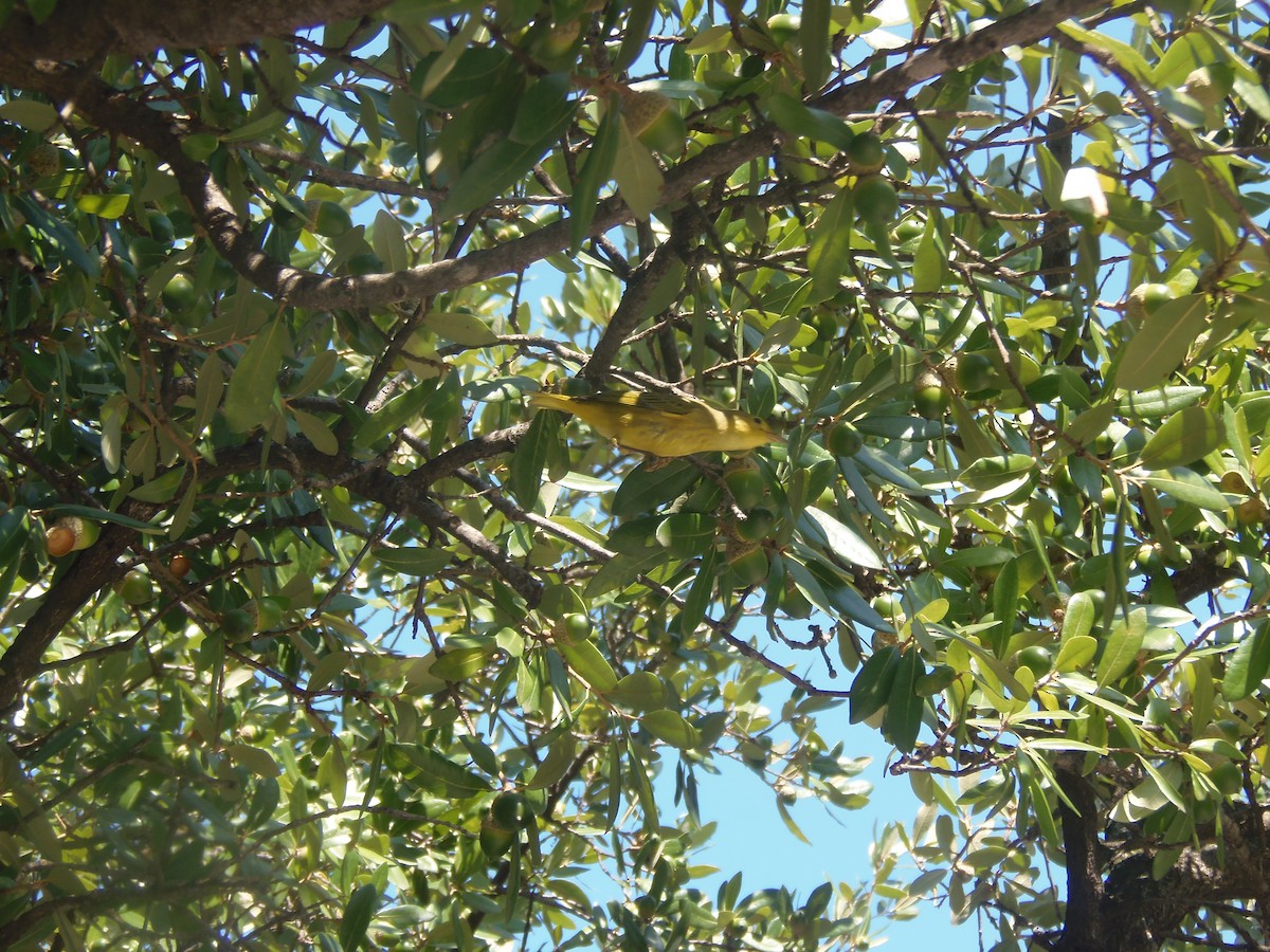 Yellow Warbler - ML68663331