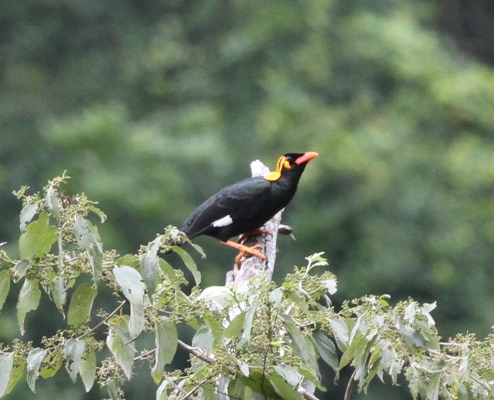 Tenggara Hill Myna - Colin Trainor