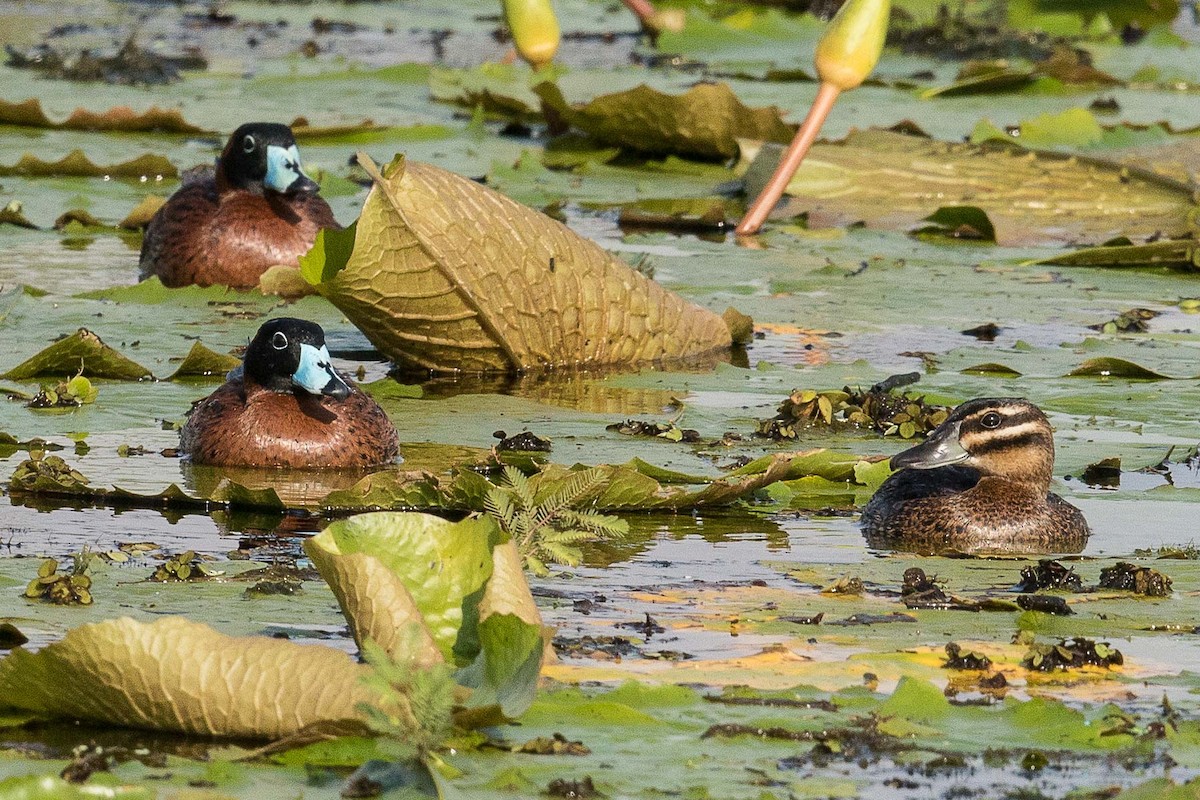 Masked Duck - ML68668591