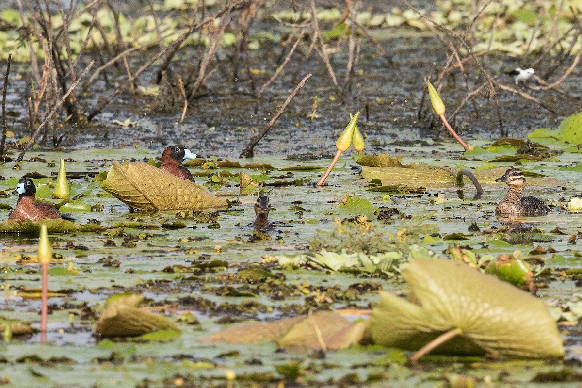 Masked Duck - ML68668601