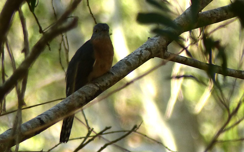 Fan-tailed Cuckoo - Allan Pratt