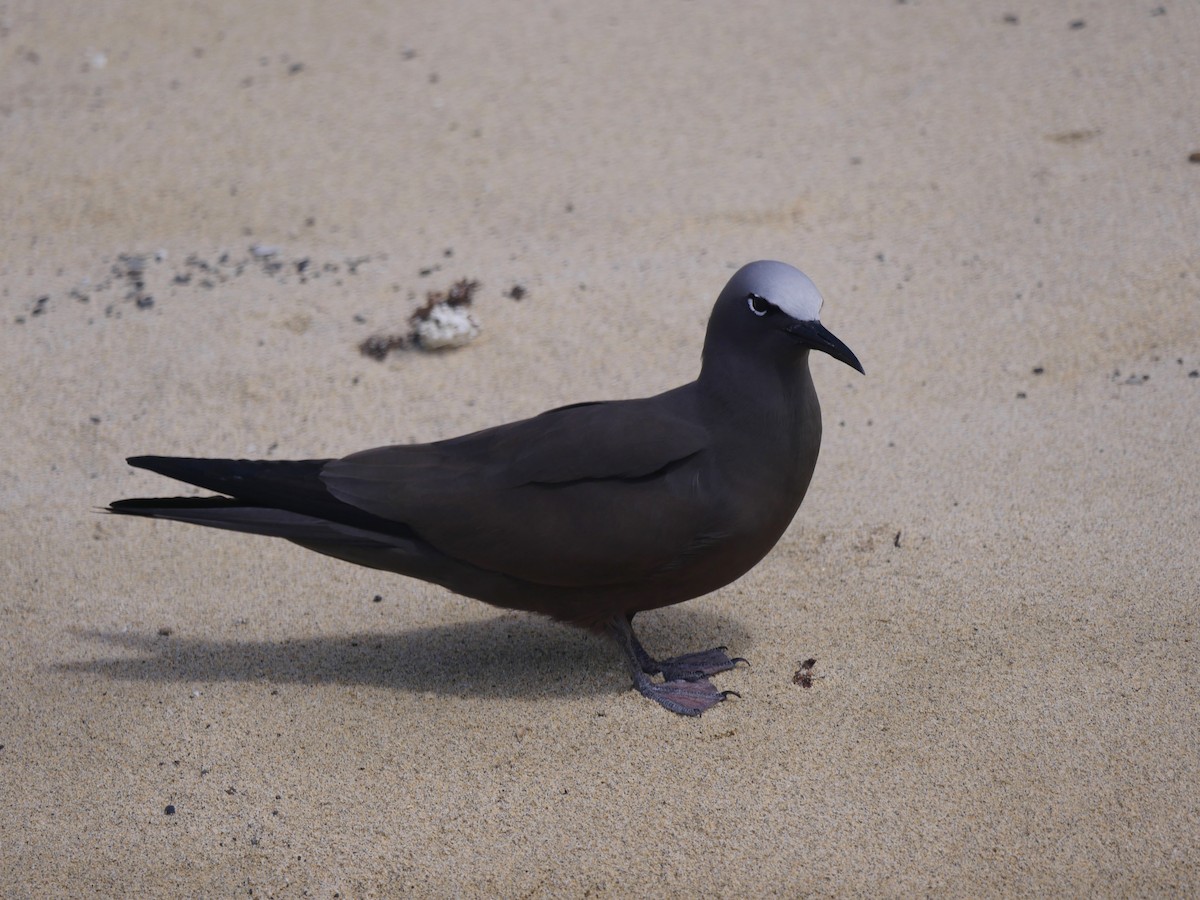 クロアジサシ - ML68670991