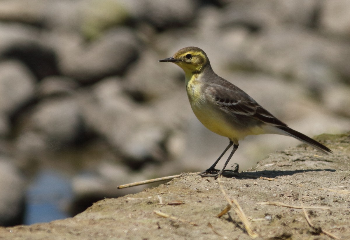 Citrine Wagtail (Gray-backed) - ML68672931