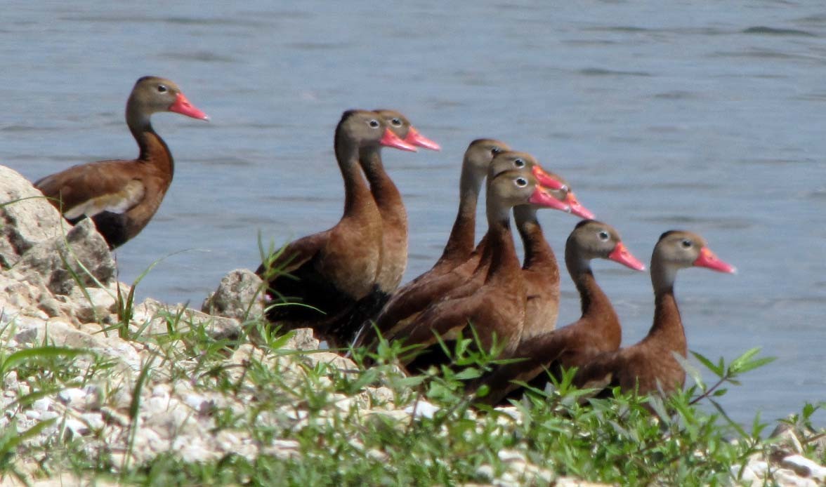 Black-bellied Whistling-Duck - ML68674471