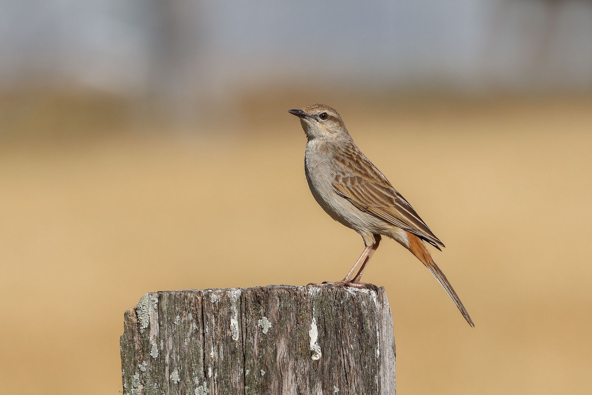 Rufous Songlark - Ged Tranter