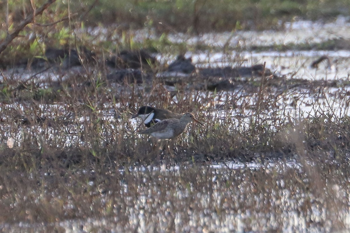 Pectoral Sandpiper - ML68675761