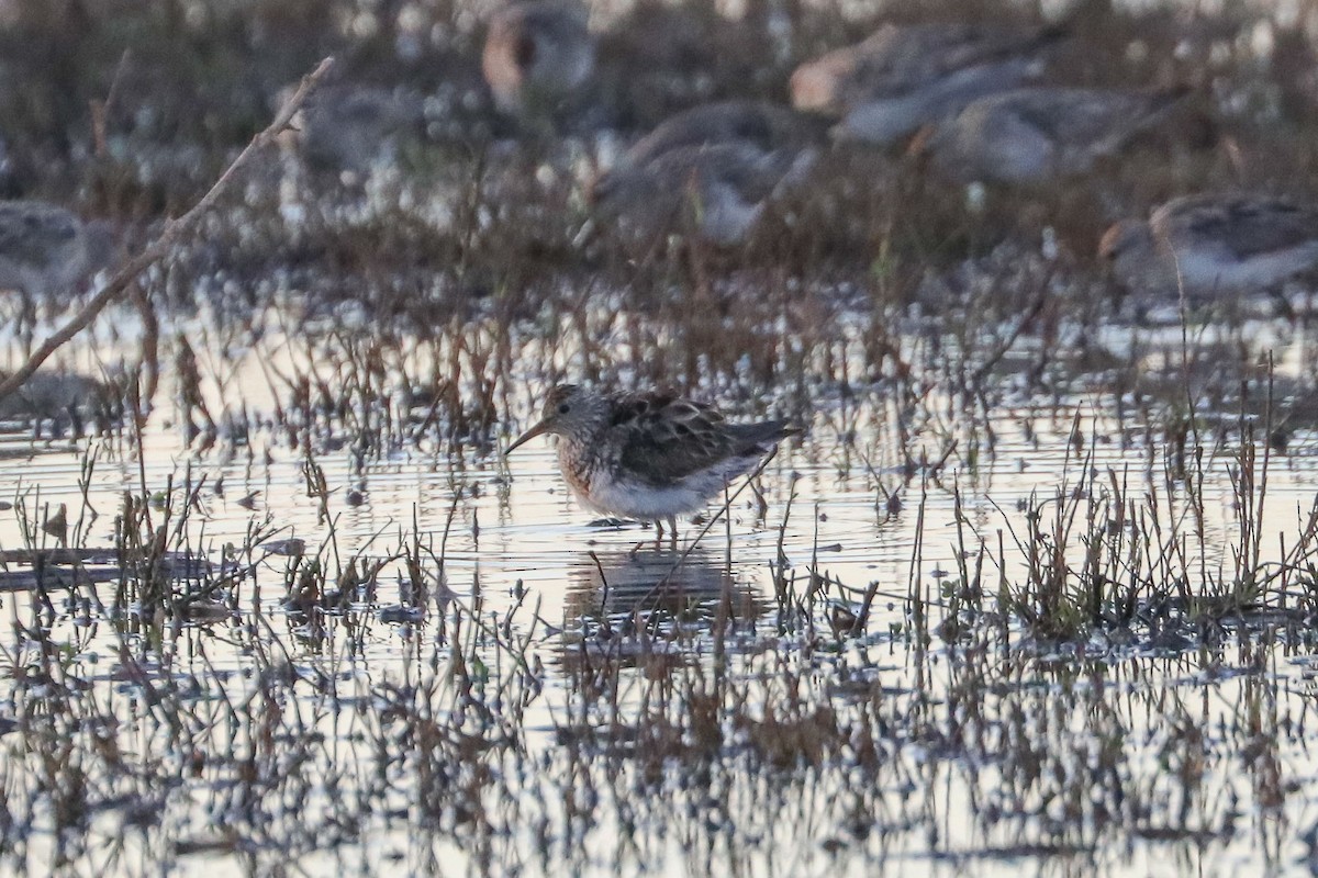 Pectoral Sandpiper - ML68675771