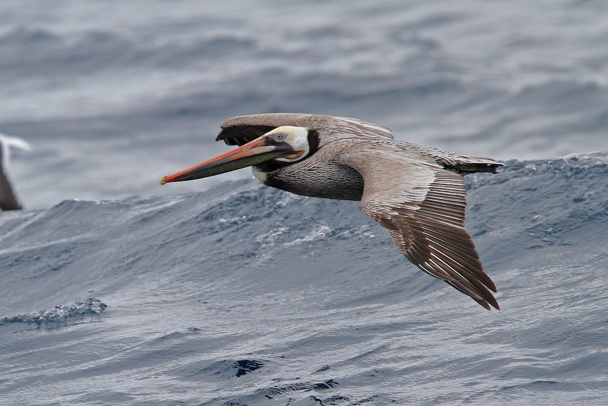 Brown Pelican - ML68675801