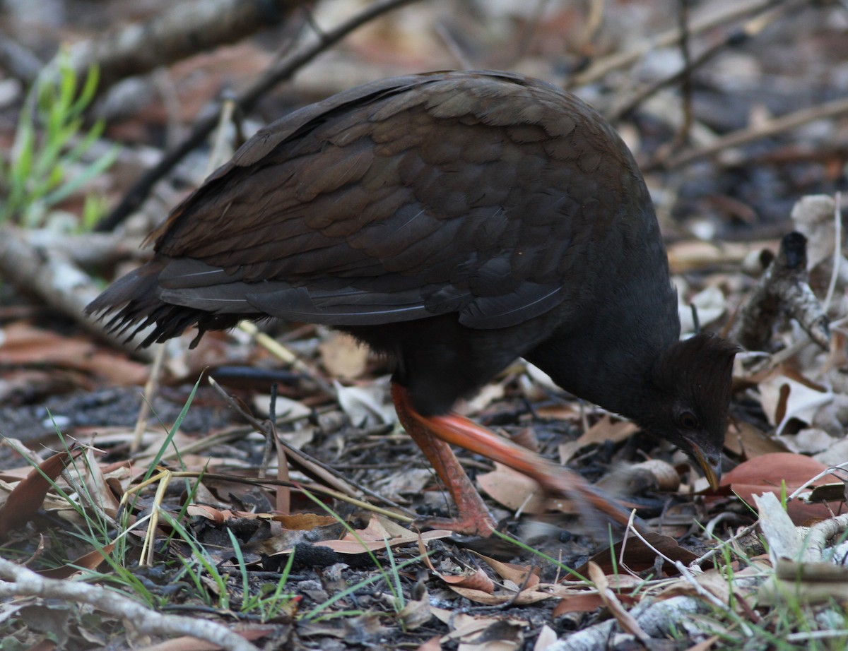 Orange-footed Megapode - Derek Stokes