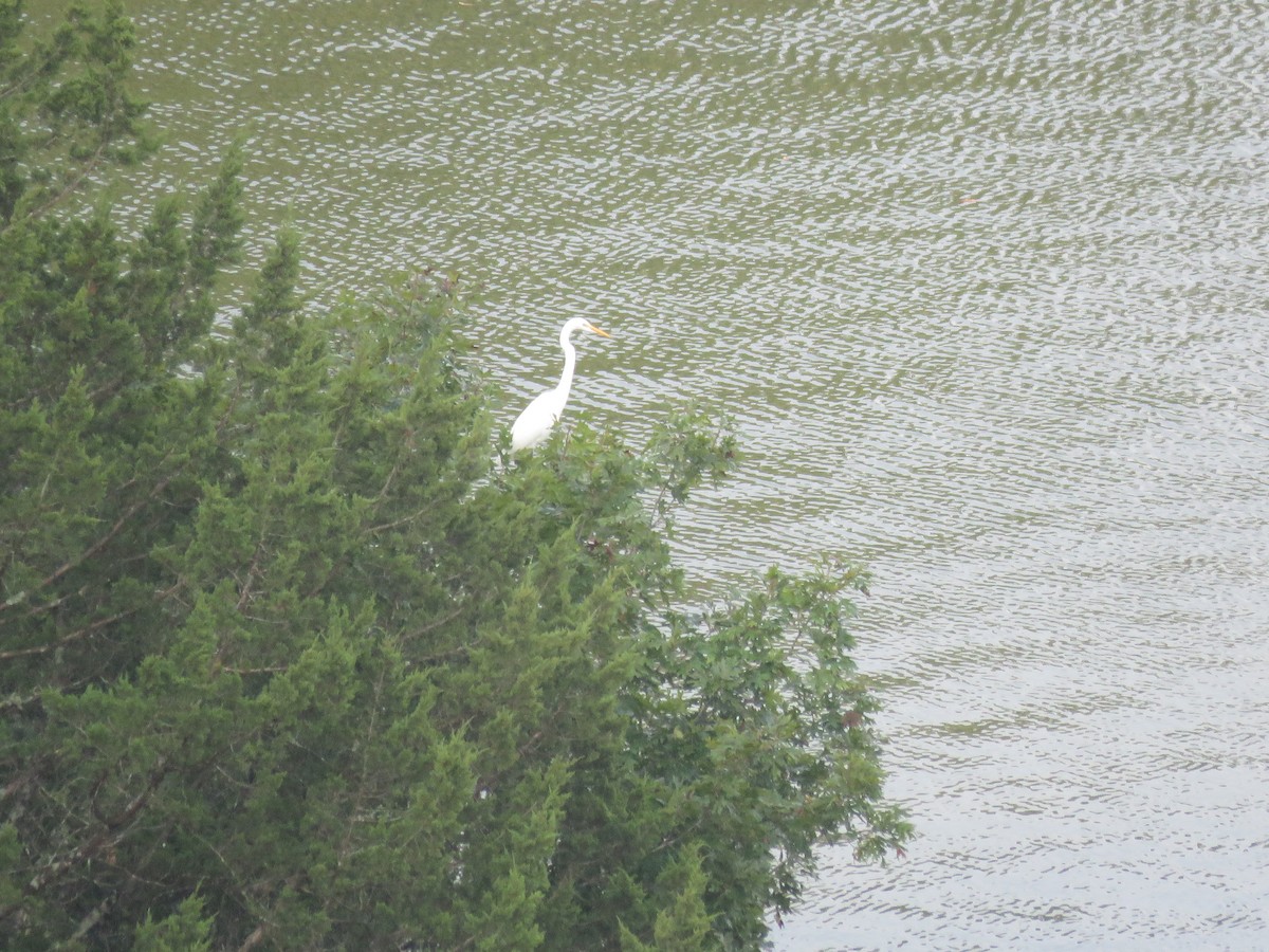 Great Egret - ML68677661