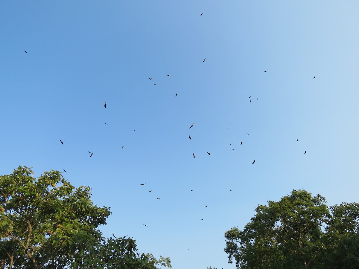 Turkey Vulture - ML68677801