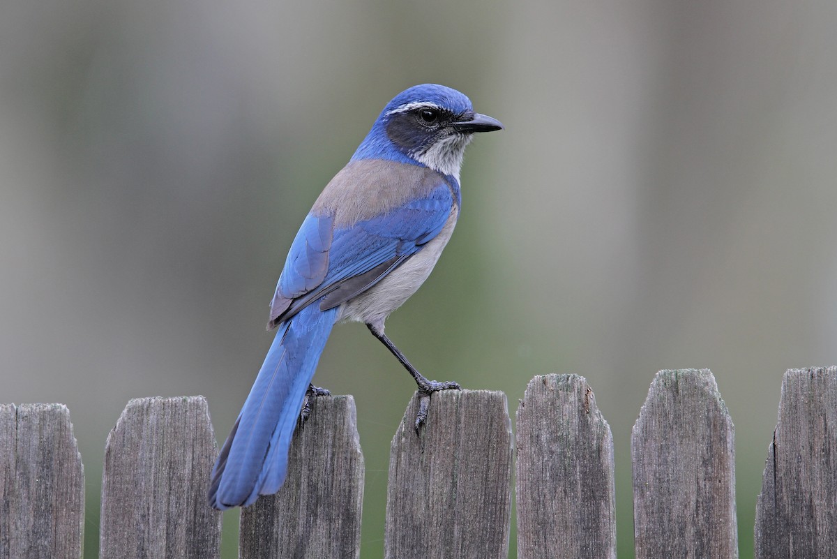 California Scrub-Jay - Christoph Moning