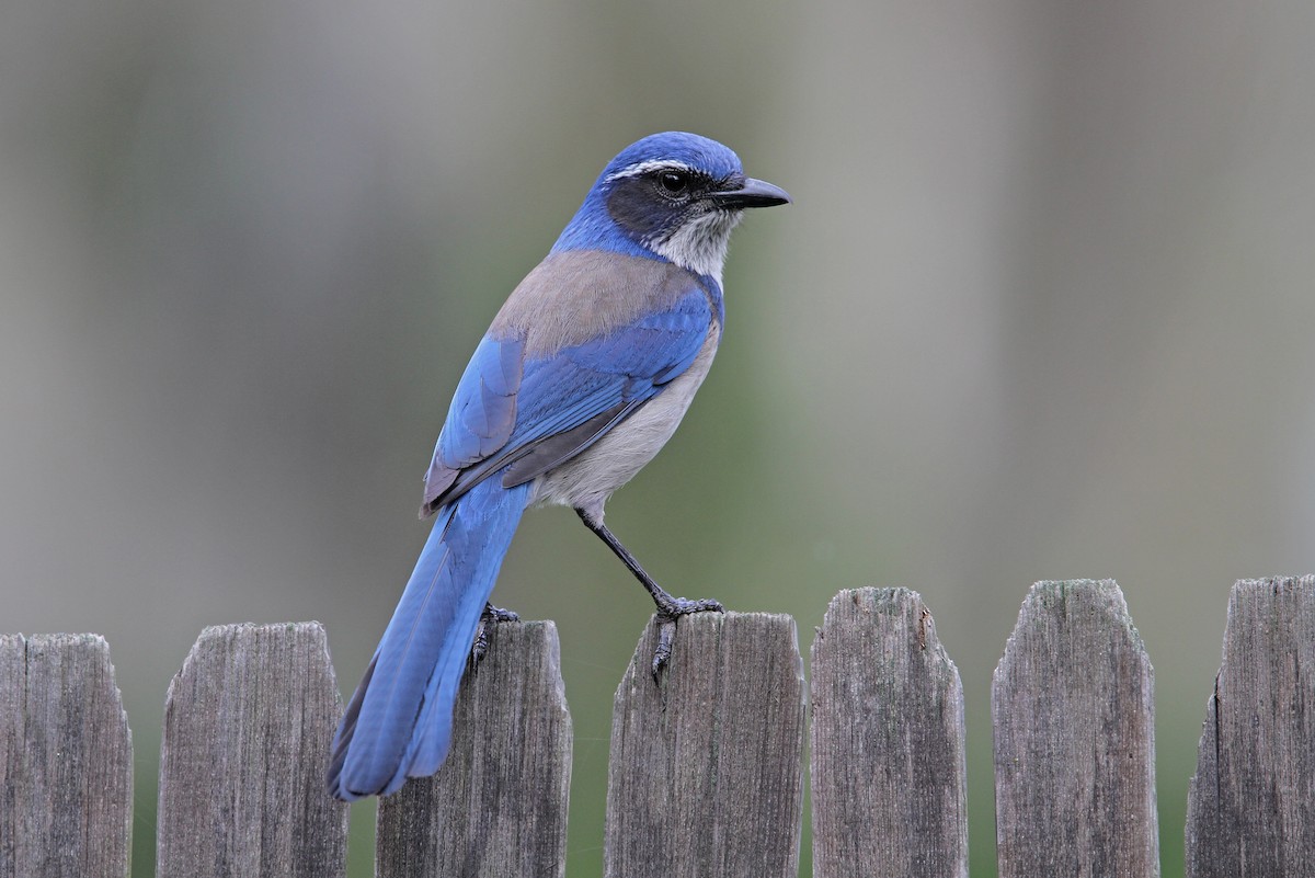 California Scrub-Jay - ML68678101