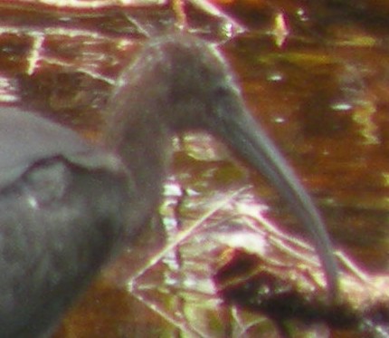 ibis hnědý - ML68679891