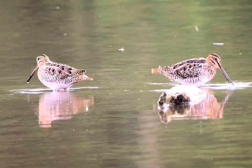 Wilson's Snipe - ML68680181