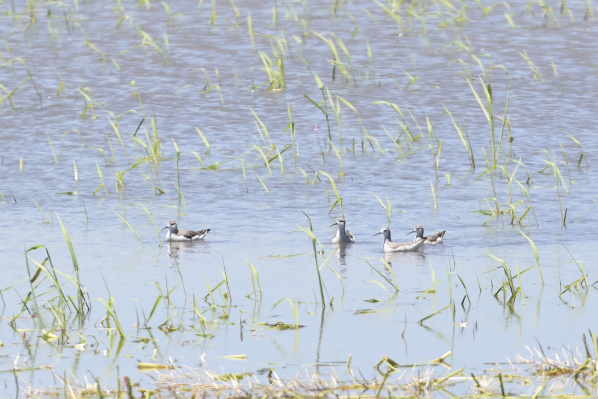 Wilson's Phalarope - ML68681531