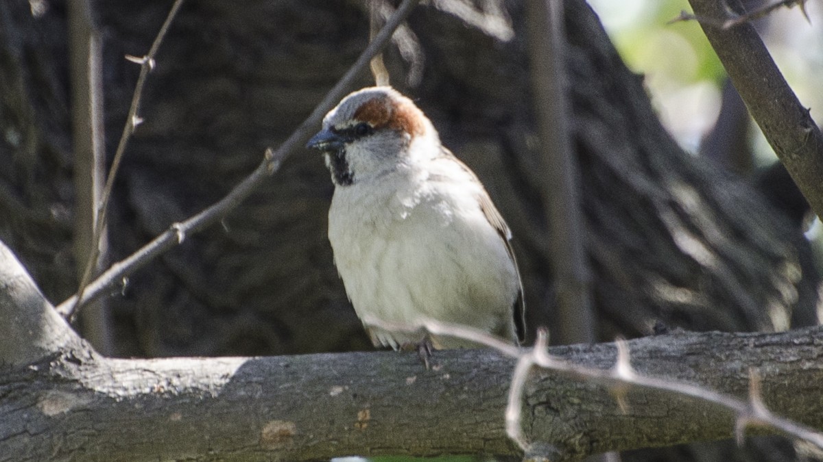 Sind Sparrow - Parmil Kumar