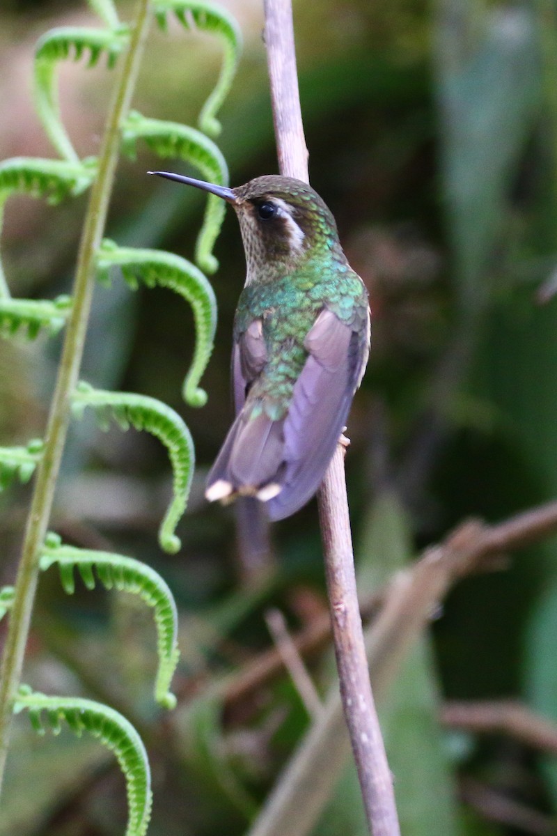Speckled Hummingbird - ML68681991