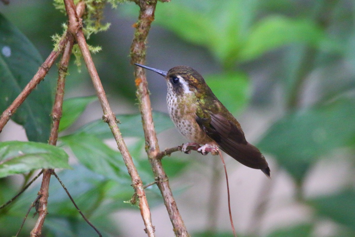 Colibri moucheté - ML68682121