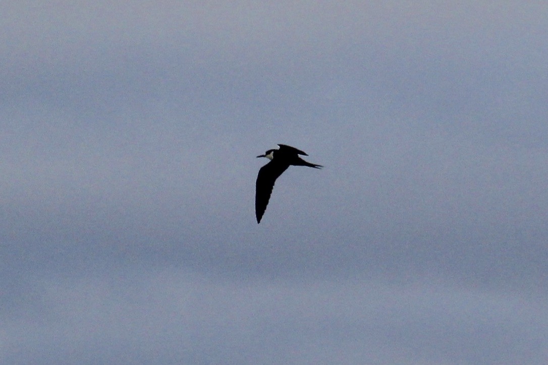 Sooty Tern - Irvin Pitts
