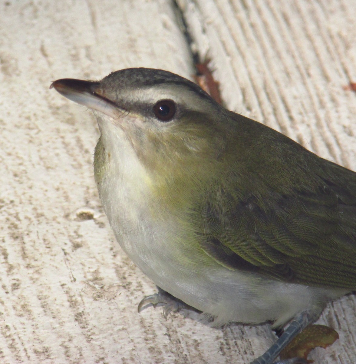 Red-eyed Vireo - Charlie Barnard Jr.