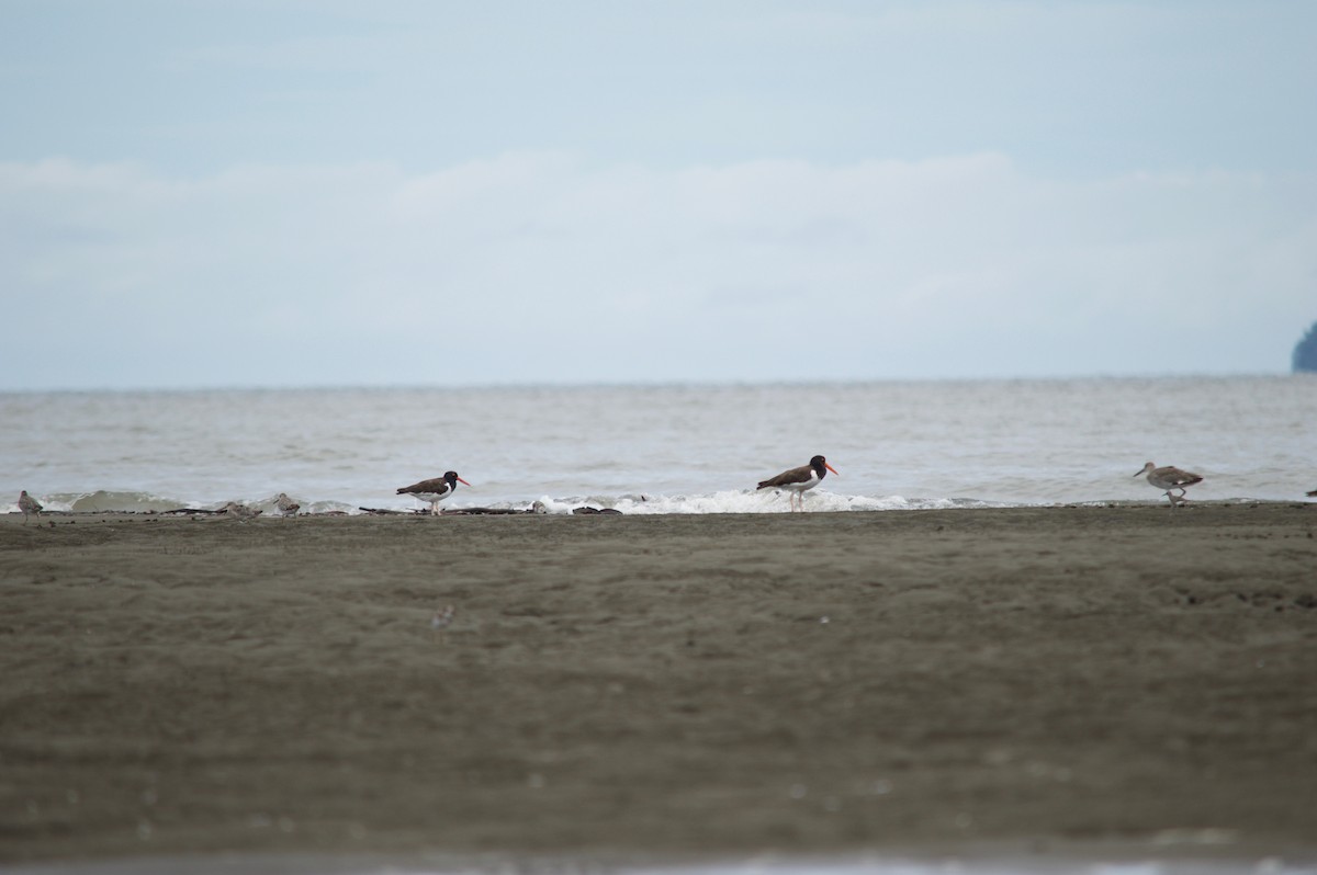 American Oystercatcher - Margaret Thompson