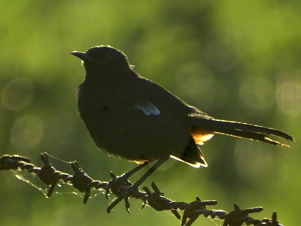 Indian Robin - ML68688121