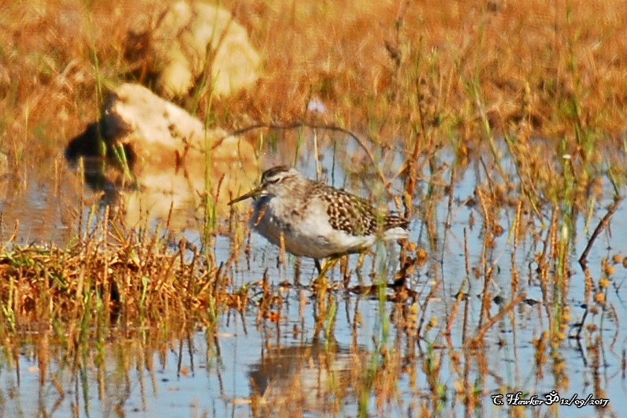 Wood Sandpiper - ML68689441