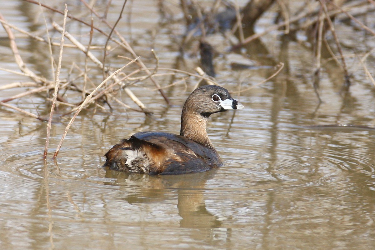 Pied-billed Grebe - ML68689701