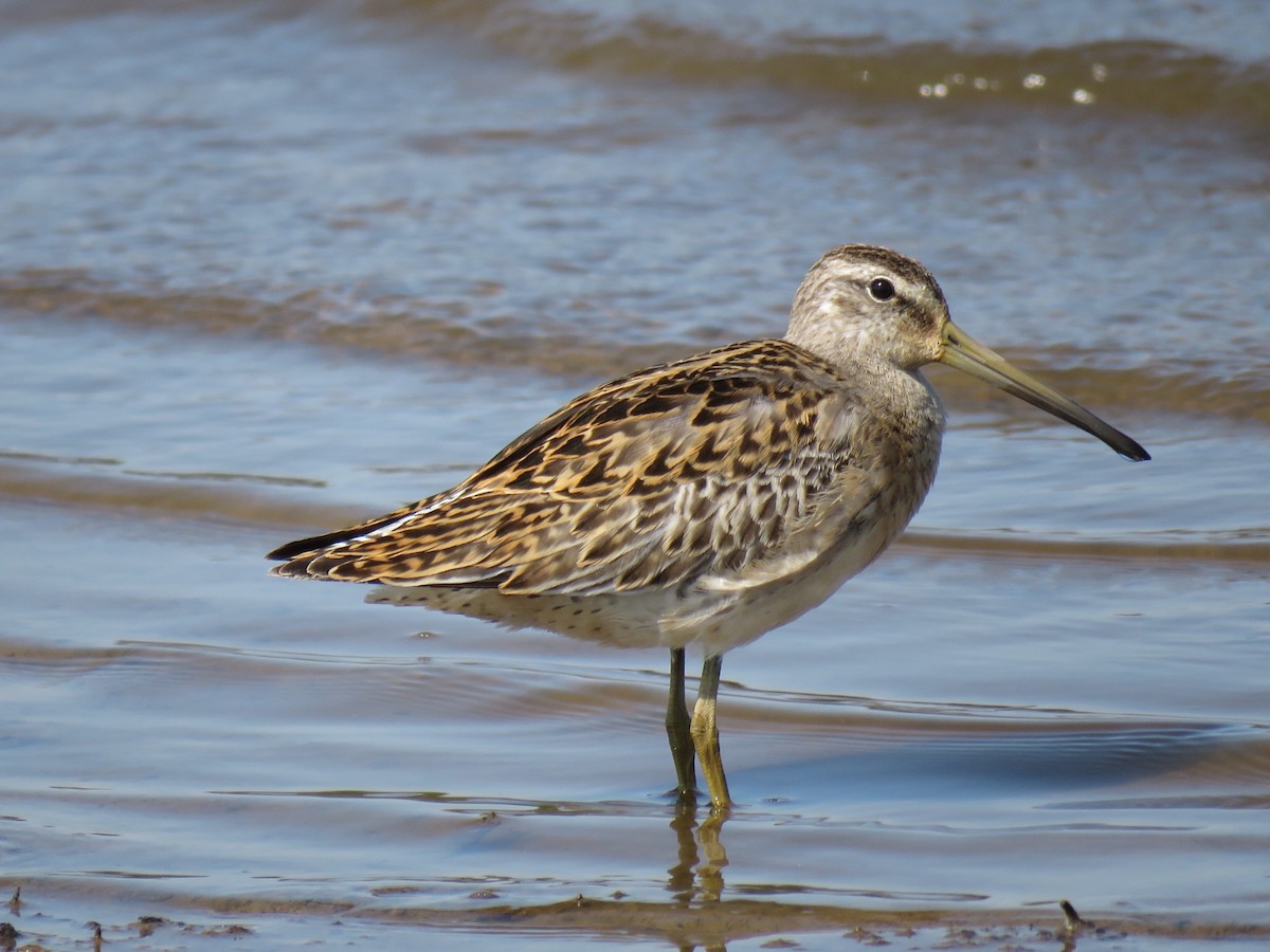 Short-billed Dowitcher - Alan  Troyer