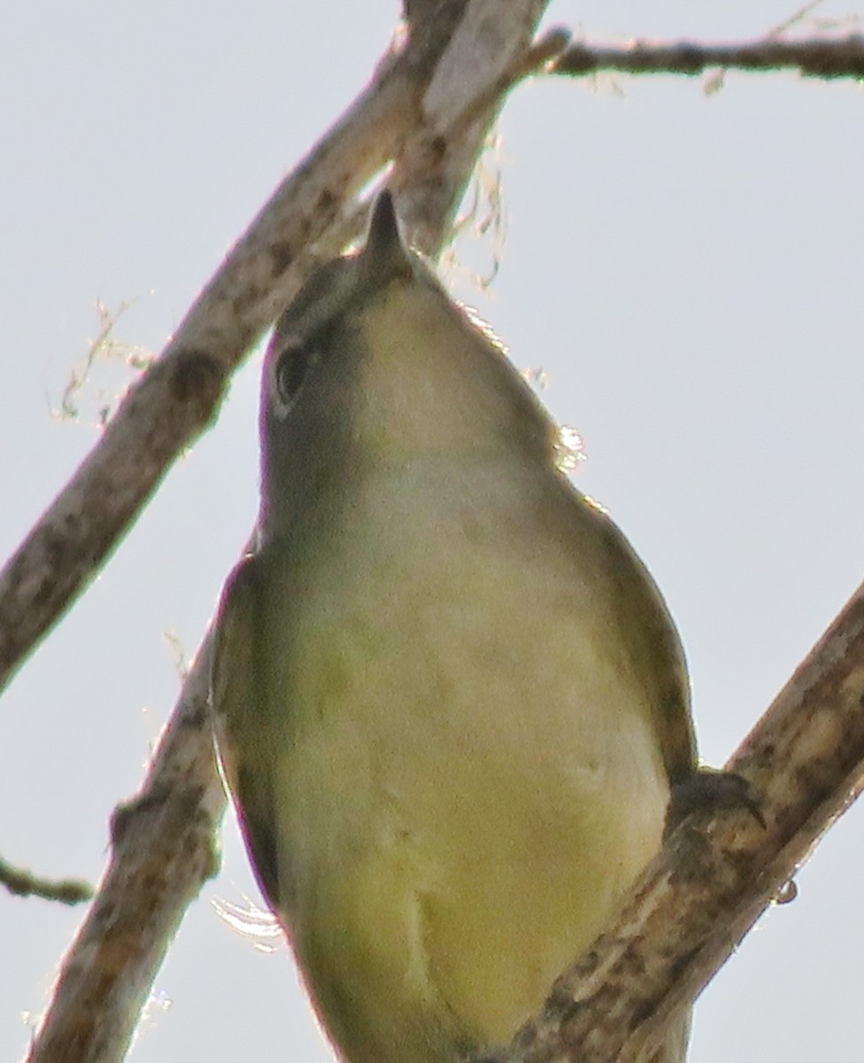 Cassin's Vireo - ML68691821