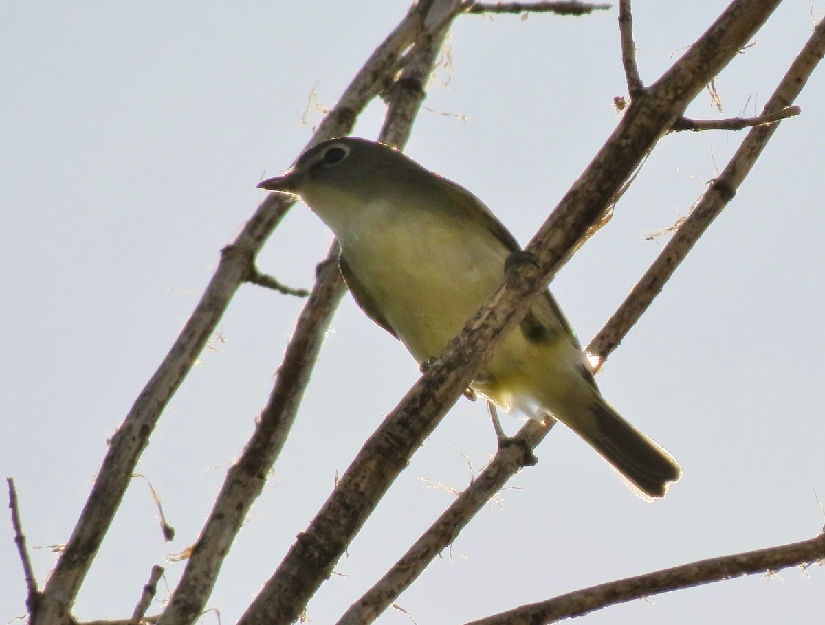 Vireo de Cassin - ML68691851