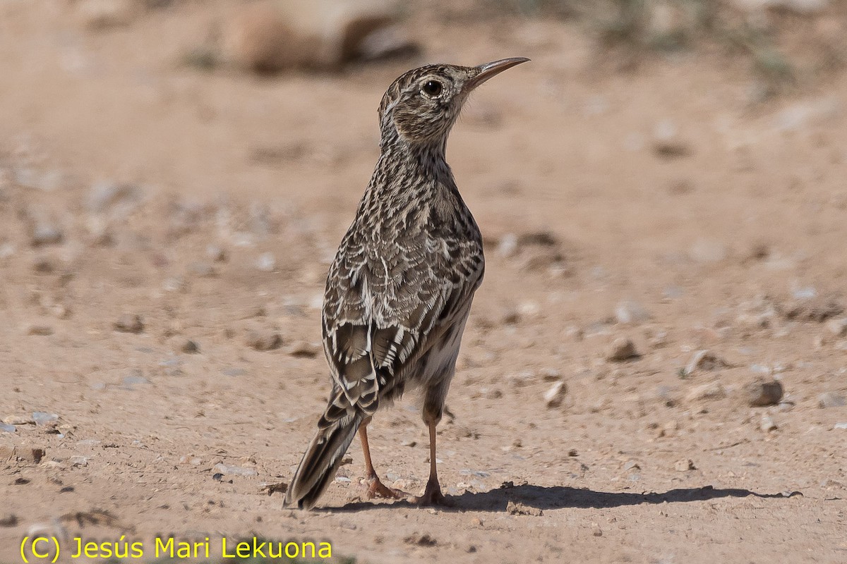 Dupont's Lark - Jesús Mari Lekuona Sánchez