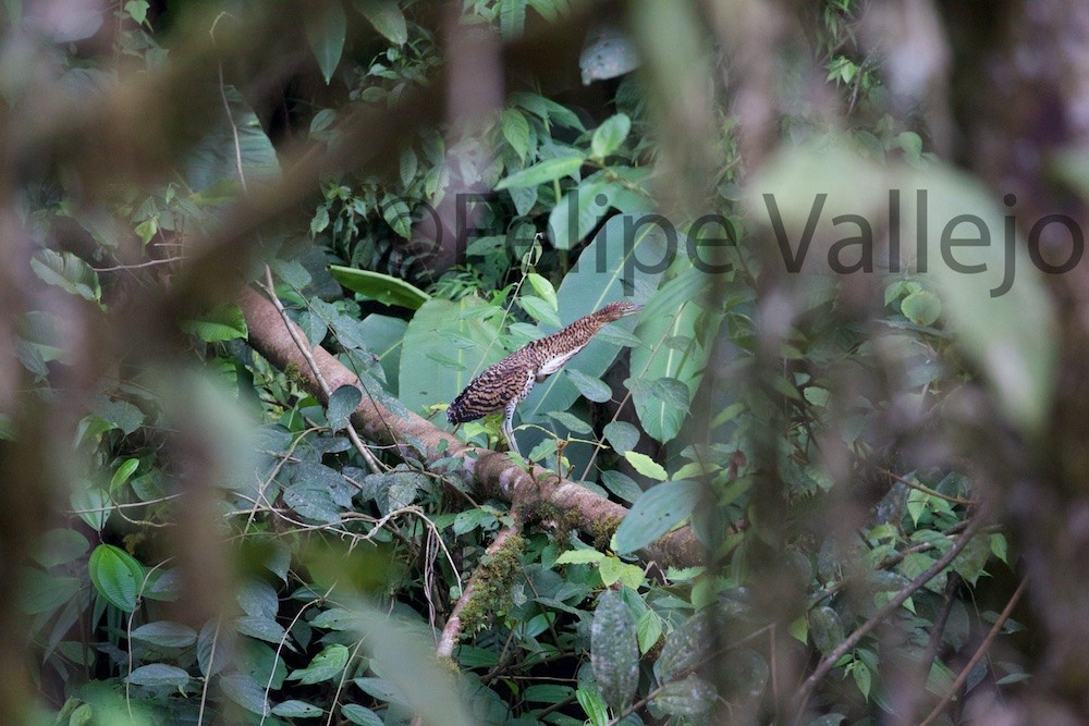 Fasciated Tiger-Heron - ML68692391