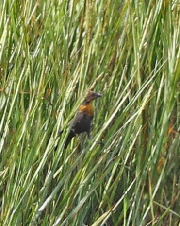 Yellow-headed Blackbird - John Bruin