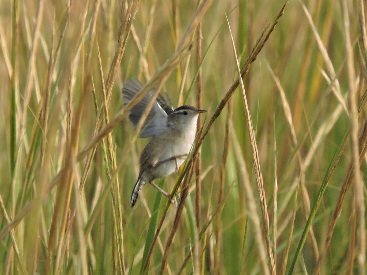 Marsh Wren - ML68694081