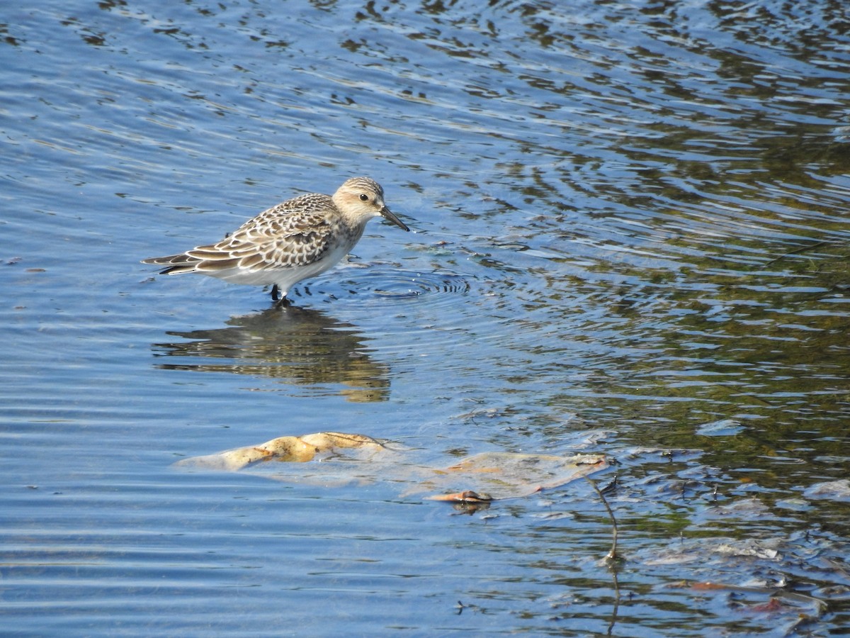 Baird's Sandpiper - ML68694801