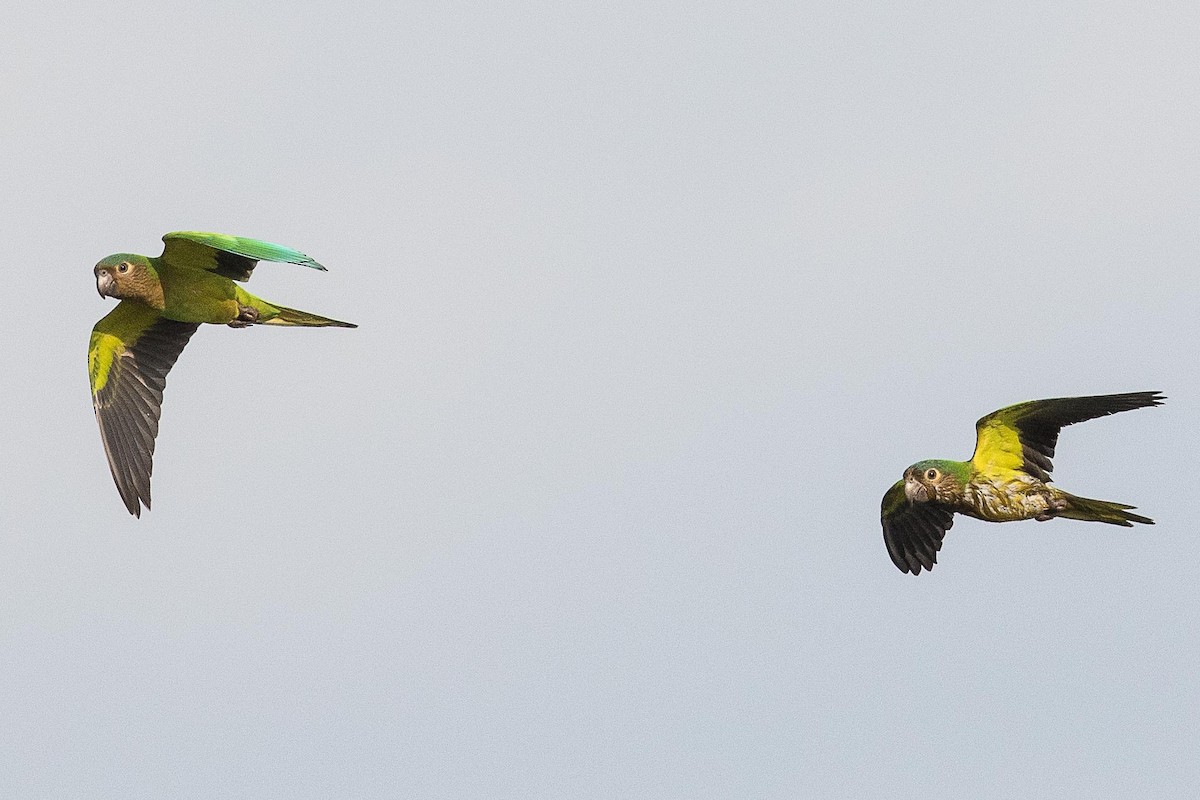 Conure cuivrée - ML68696271